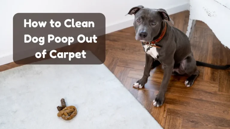 How to Clean Dog Poop Out of Carpet